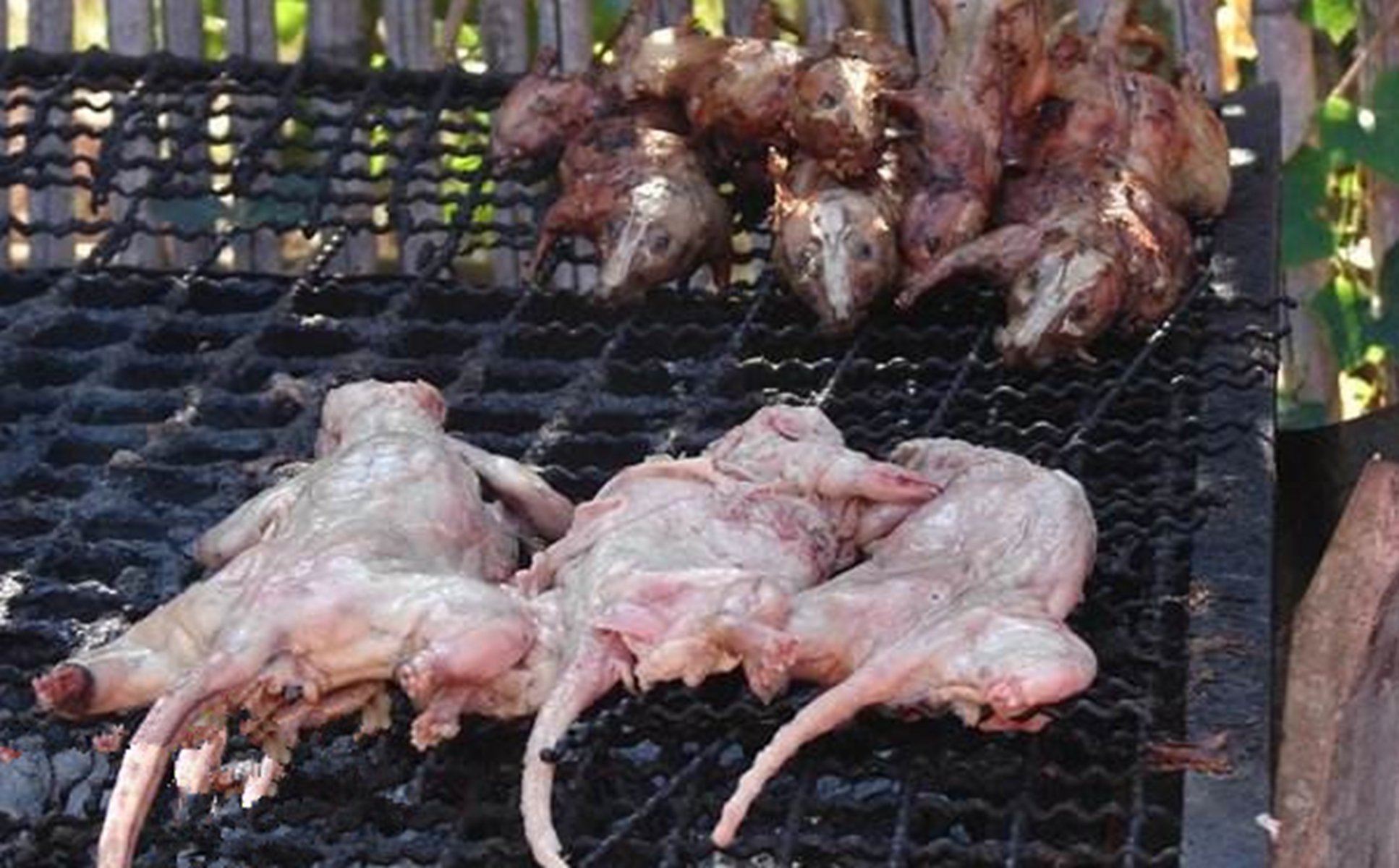 而且越南人春节必须要吃一种食物,那就是烤老鼠.