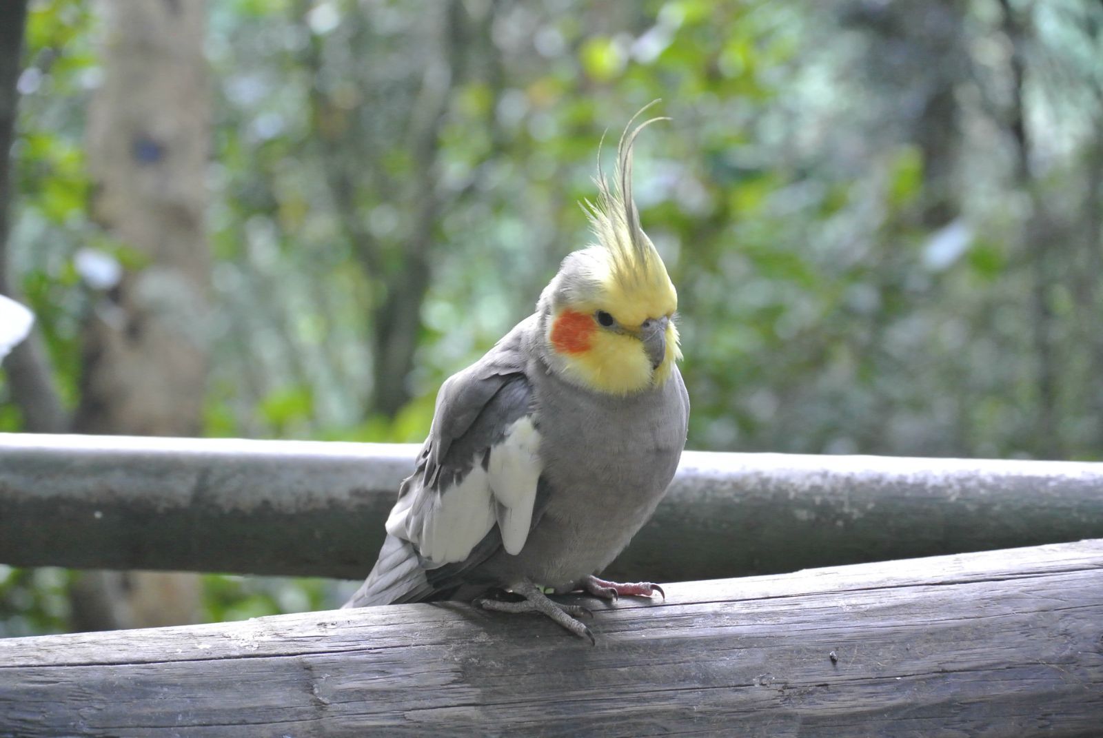鸡尾鹦鹉十分活泼,喜爱亲近主人!