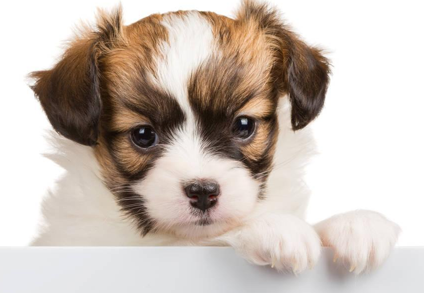 超级漂亮的垂耳蝴蝶犬,女生你们心动了吗