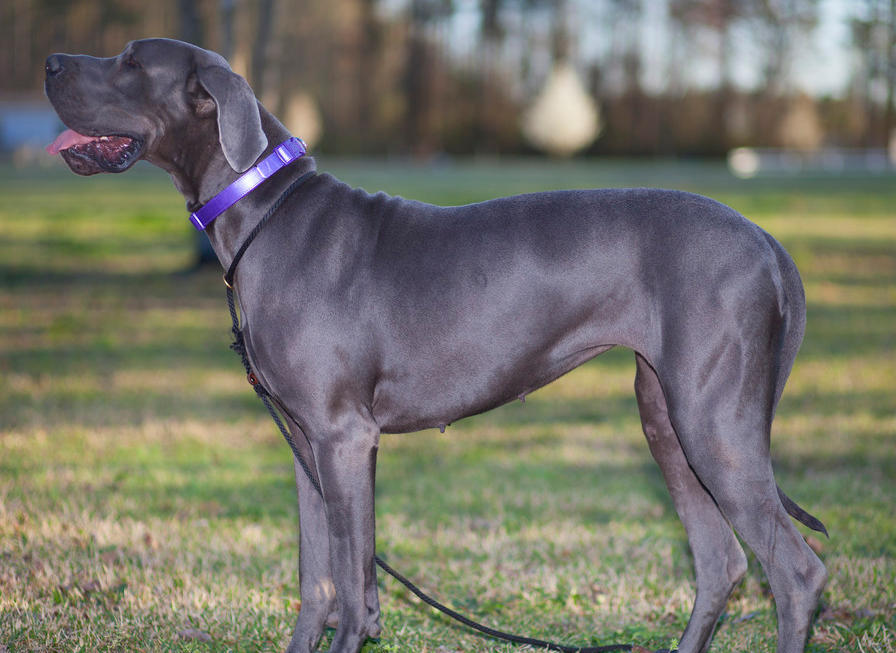 威武霸气的大丹犬组图,每个男人心中最想要的狗