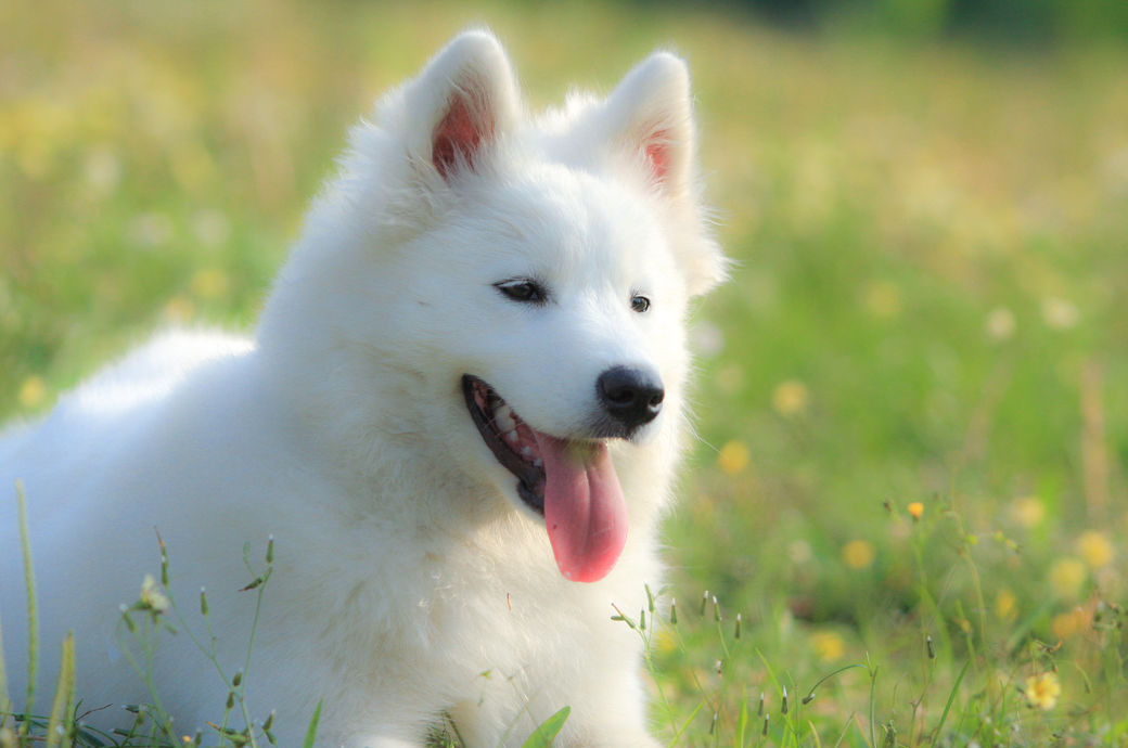 微笑天使萨摩耶犬展示迷人微笑,如同冬日里最温暖的一道阳光