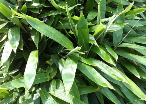 粽粑叶大张而且细嫩,是包黄粑的最好选用材料啊.