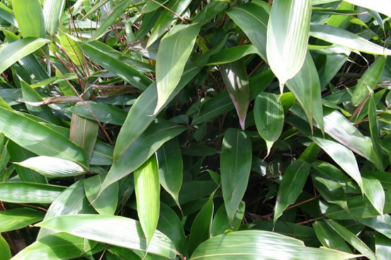 会把粽粑叶的气味传一部分到黄粑上,所以黄粑比一般叶子包的要好很多