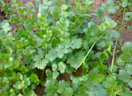 芫荽,别名叫:香荽,香菜,园荽,胡荽,满天星.