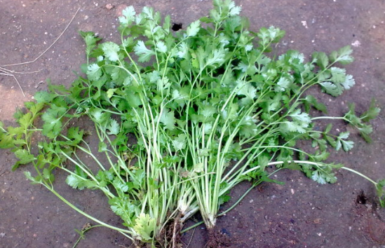 芫荽,别名叫:香荽,香菜,园荽,胡荽,满天星.