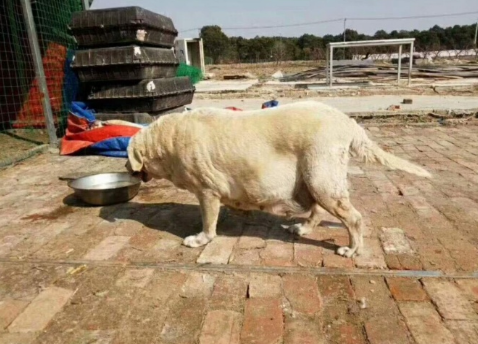 怀孕拉不拉多被卖到狗肉店,好心男子看不下去,买回家后惊喜连连