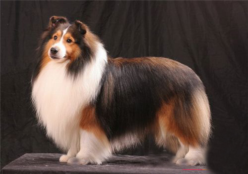 2,喜乐蒂牧羊犬,喜乐蒂牧羊犬原产苏格兰,因产地原因得名shetland