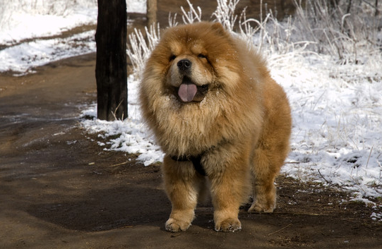 2.狮子狗,它们也是陪伴家人的忠实动物,不易导致过敏反应