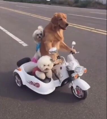 网红狗金毛轮胎你知道吗