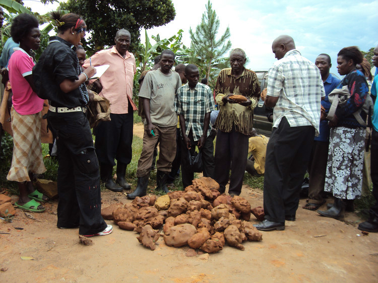 涨见识了,肥大的非洲蚂蚁王,原来是这样的