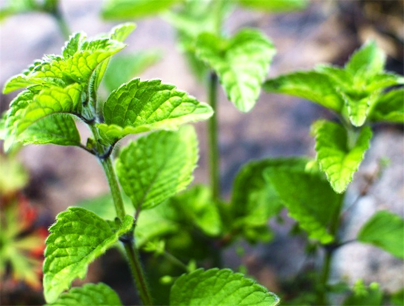 农村土地上的"银丹草",专于消风散热,你知道其它名字吗?