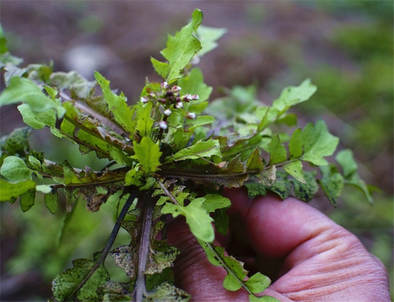 农村的这种野菜,被古人誉为"灵丹草",深受人们的喜爱!