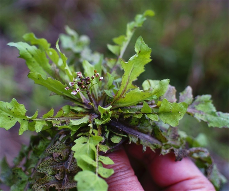 农村的这种野菜,被古人誉为"灵丹草",深受人们的喜爱!