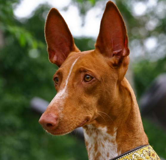 爆发力强又善于战斗的法老王猎犬,竟然也会露出这样的表情