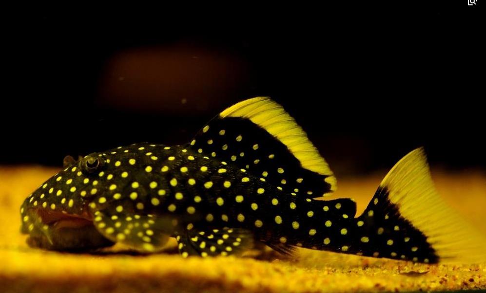 黄翅黄珍珠是底息性,偏爱夜行及弱光环境,长期息於激流处!