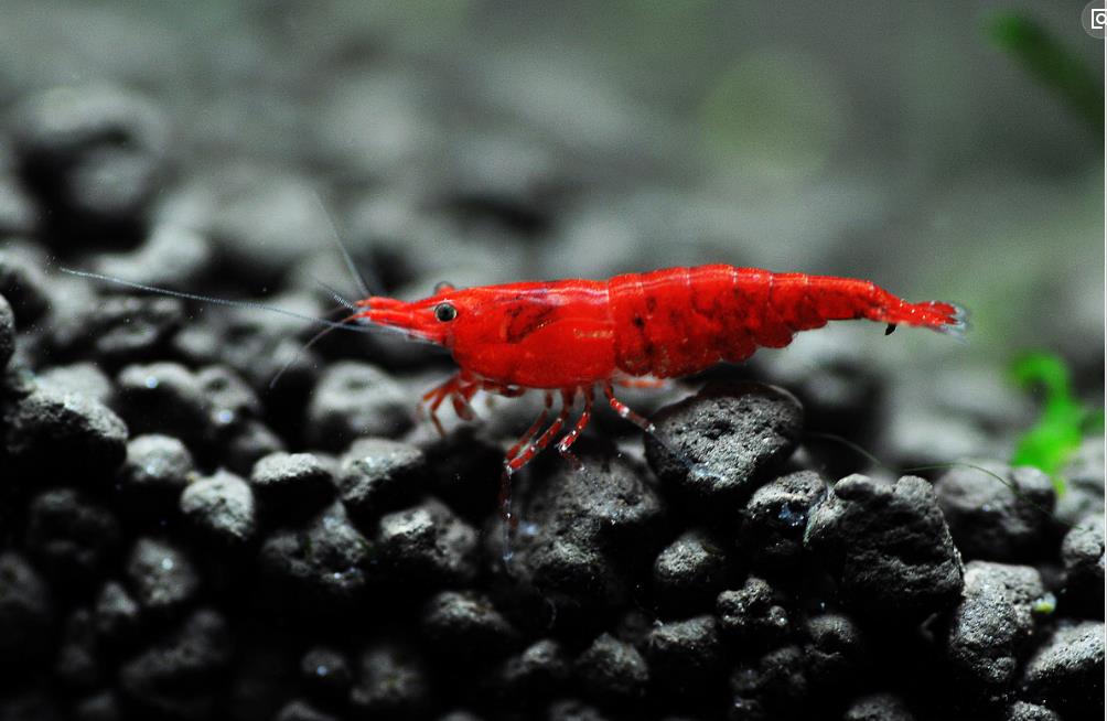 极火虾属于观赏性水生动物,喜欢低温,弱酸的偏软性水质!