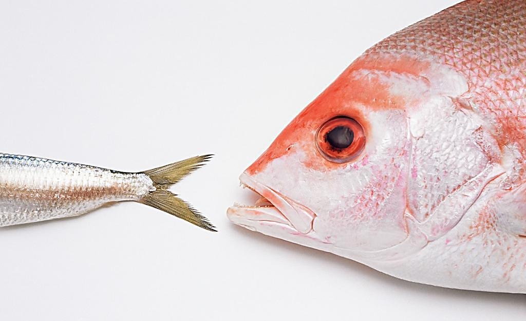 辟谣丨吃"鱼眼睛"可以明目,真有这么神奇?