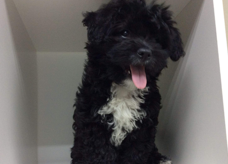 外表超级软萌又会抱大腿的葡萄牙水犬,谁不想养一只