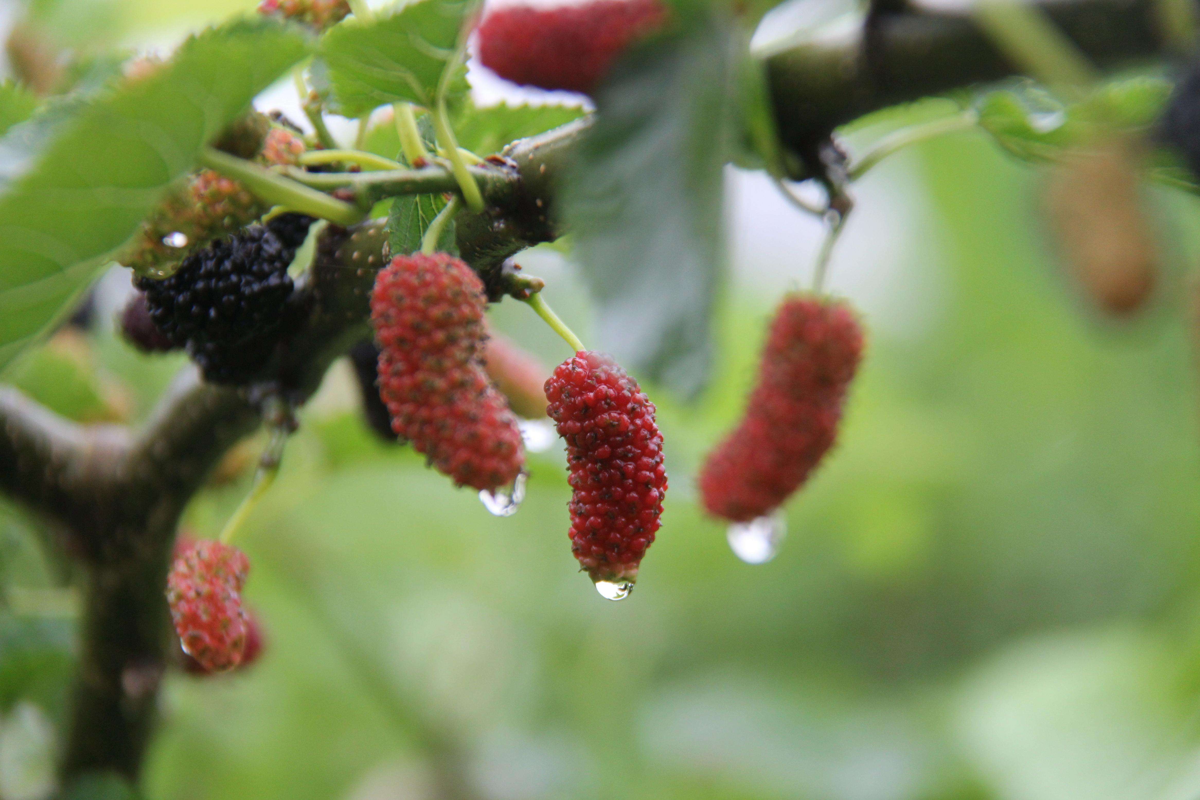 农村这4种经典野果,小时候常吃,最后一种很多人没见过