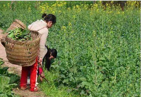 扯猪草 七十年代的农村孩子应该都干过