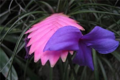 紫花凤梨的种植方法