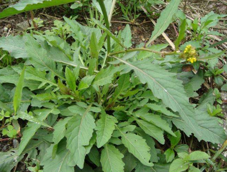 塘葛菜的水煎剂有抗菌作用;塘葛菜生姜汤有温肺化痰,止咳用途;塘葛菜