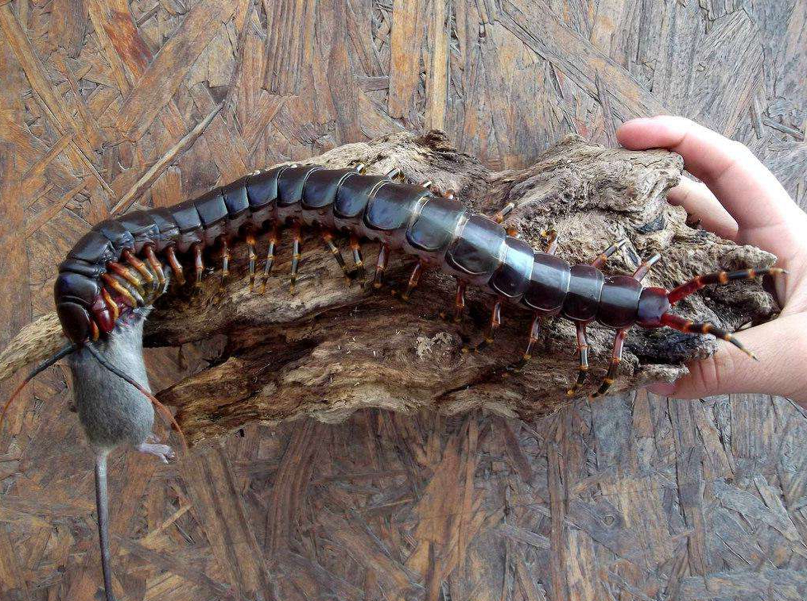世界最大蜈蚣:长62厘米,一般人躲得远远的,爬虫爱好者却当宠物