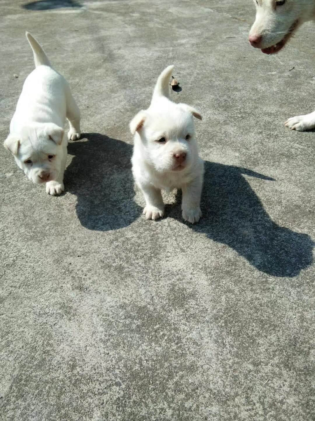 送一只下司犬小奶狗就这么难吗?