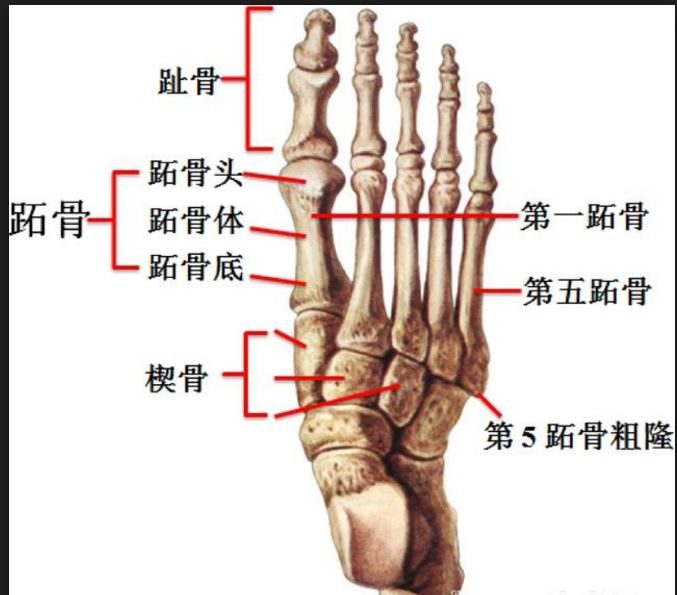 内马尔右脚跖骨骨裂