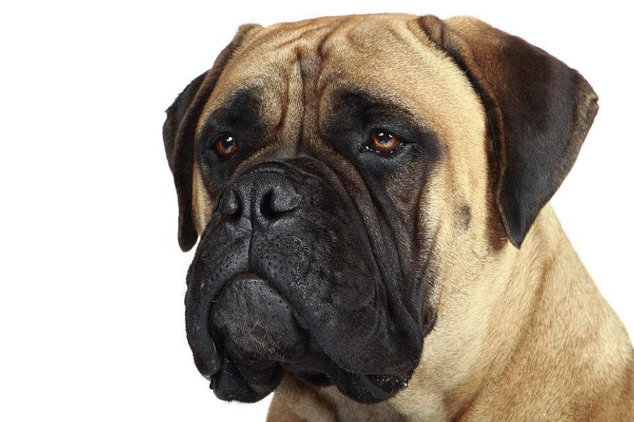 温柔又霸气的斗牛獒犬,快来看看你家养了吗