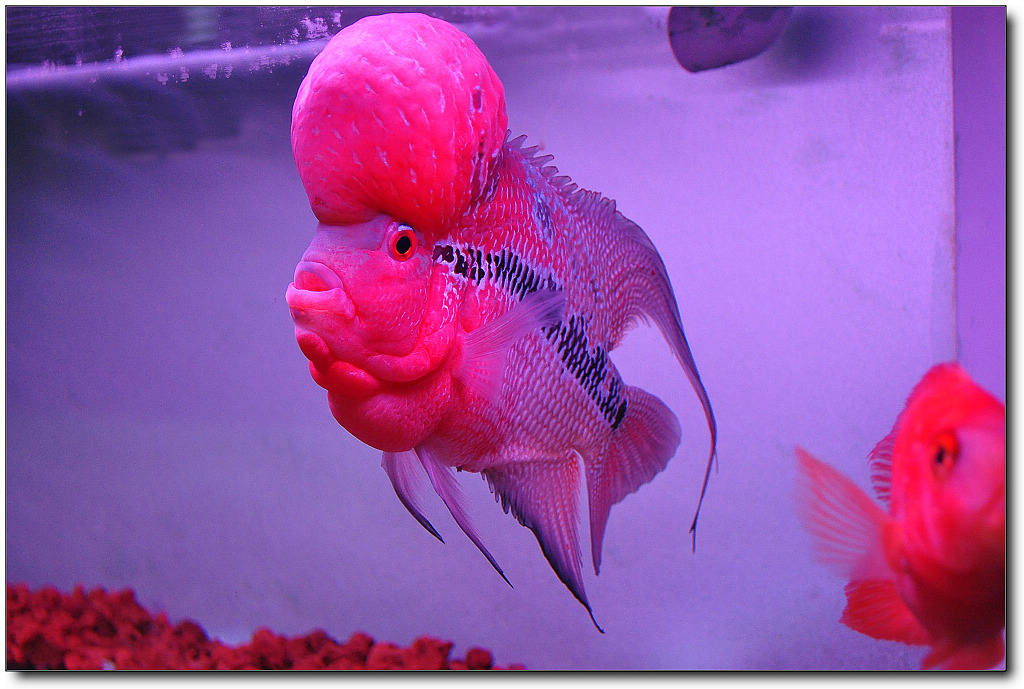 罗汉鱼有着艳丽多彩的体色,满足了人们在视觉体验上的需求!