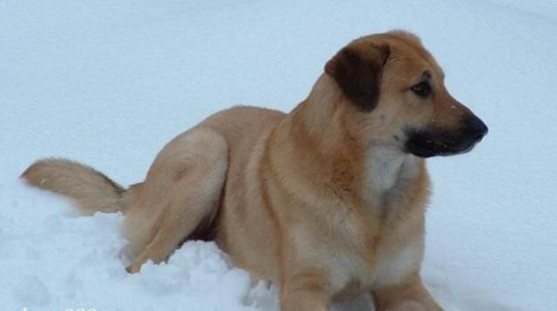 软萌可爱又霸气十足的奇努克犬,绝对是首选爱犬