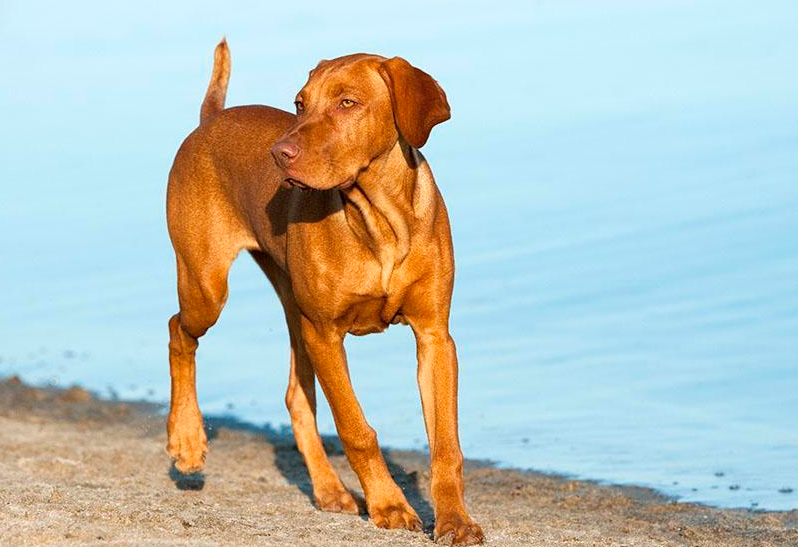 温顺又聪明的维希拉猎犬,绝对是最想养狗的首选