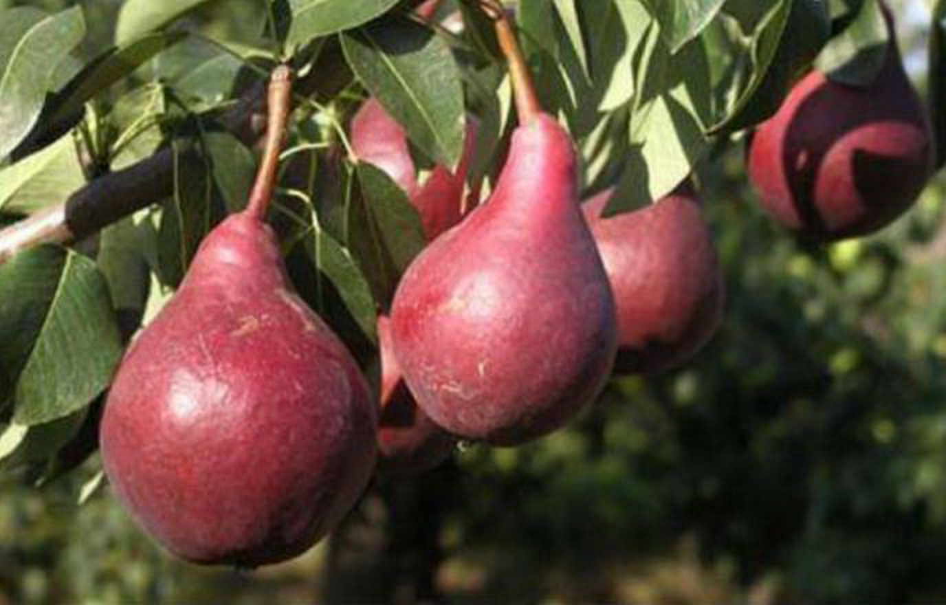 农村这种野果虽然名字有梨,外形却像葫芦,还有助调节血压的作用