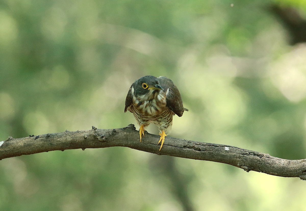 鹰鹃:形态特征与生活习性介绍