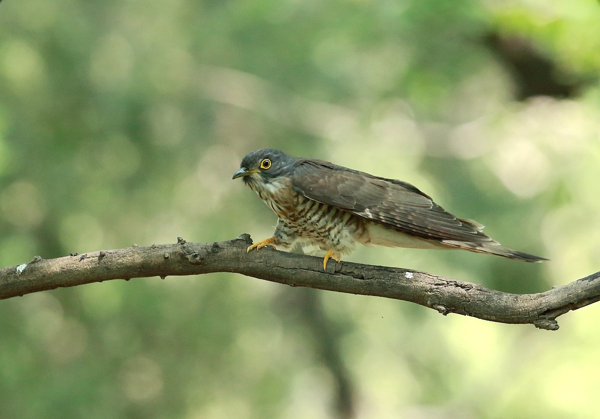 鹰鹃:形态特征与生活习性介绍~
