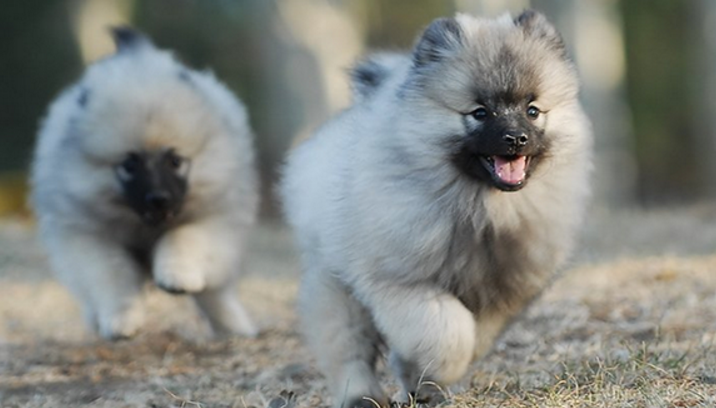 聪明机智又乐于与人相处的荷兰毛狮犬,绝对是照顾孩子的好犬