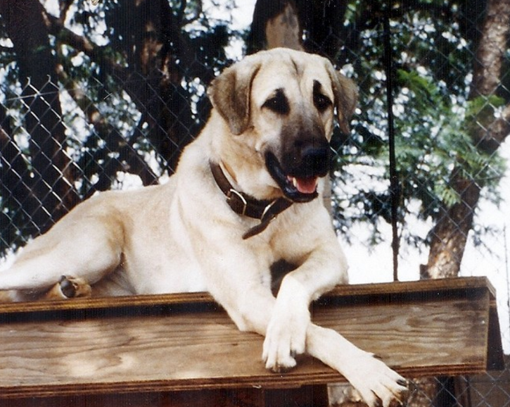 外表憨厚内心却十分凶残的安纳托利亚牧羊犬,竟然与老虎打架