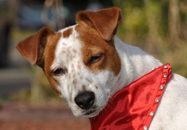 性格开朗活泼的帕尔森罗塞尔梗,绝对是陪伴孩子的不二之选