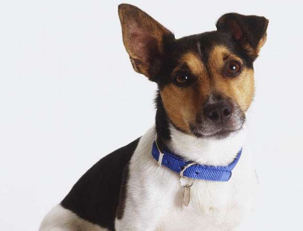 性格开朗活泼的帕尔森罗塞尔梗,绝对是陪伴孩子的不二之选