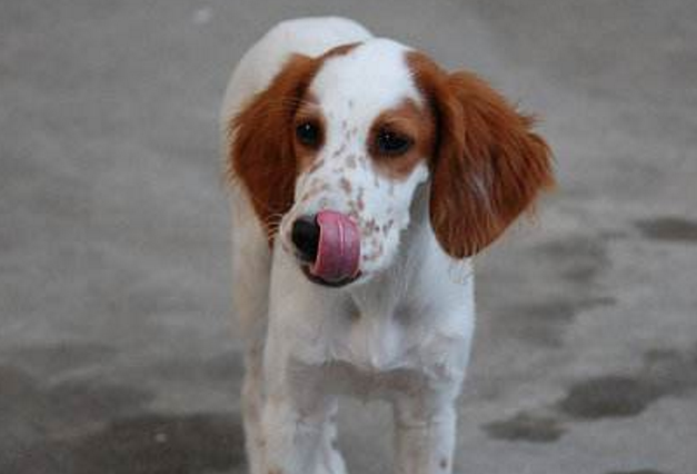 雪达犬红白图片