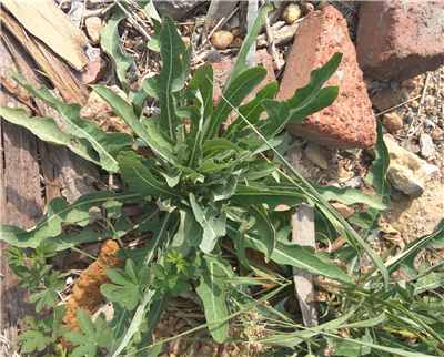 农村人常见的"曲曲芽",能够治疗胃痛,你认识吗?