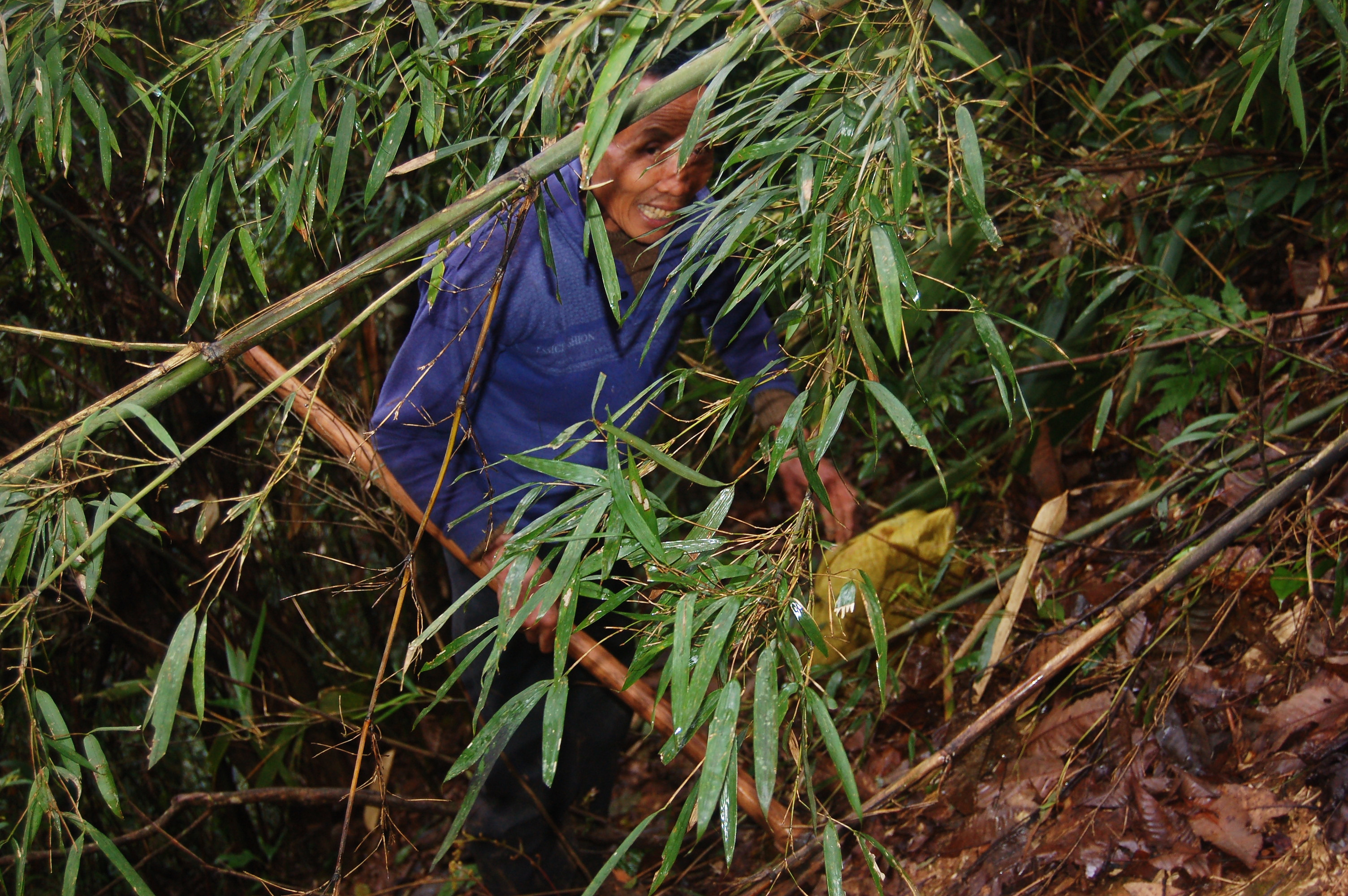 老人深山挖笋日赚300 渴了喝泉水饿了吃野果