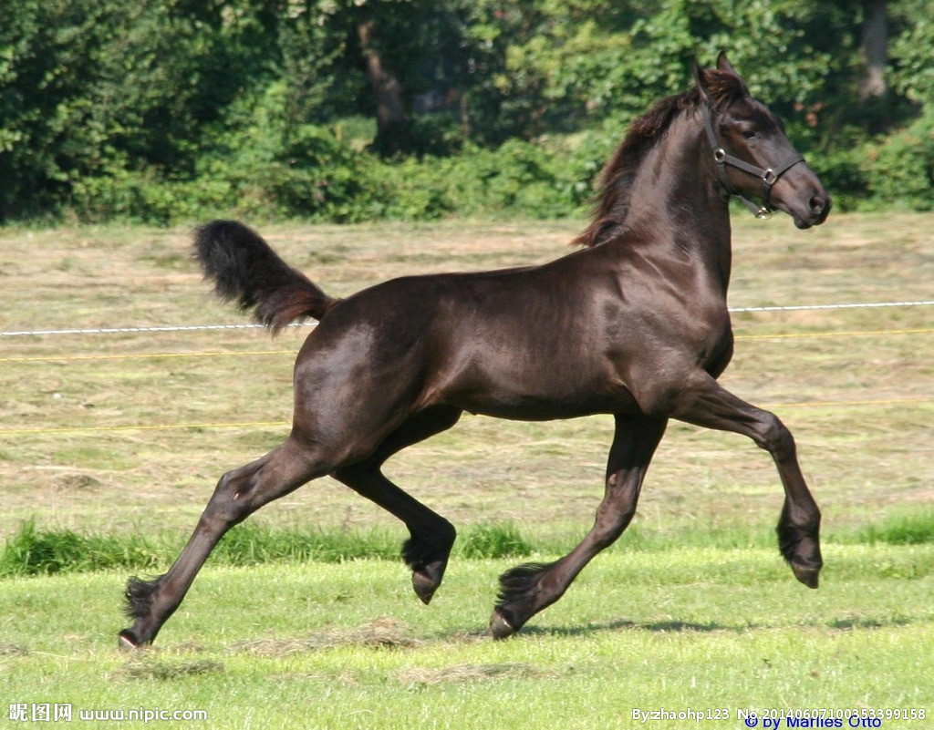 凌乱了!古代跳槽是另寻新欢,鸳鸯指的是兄弟