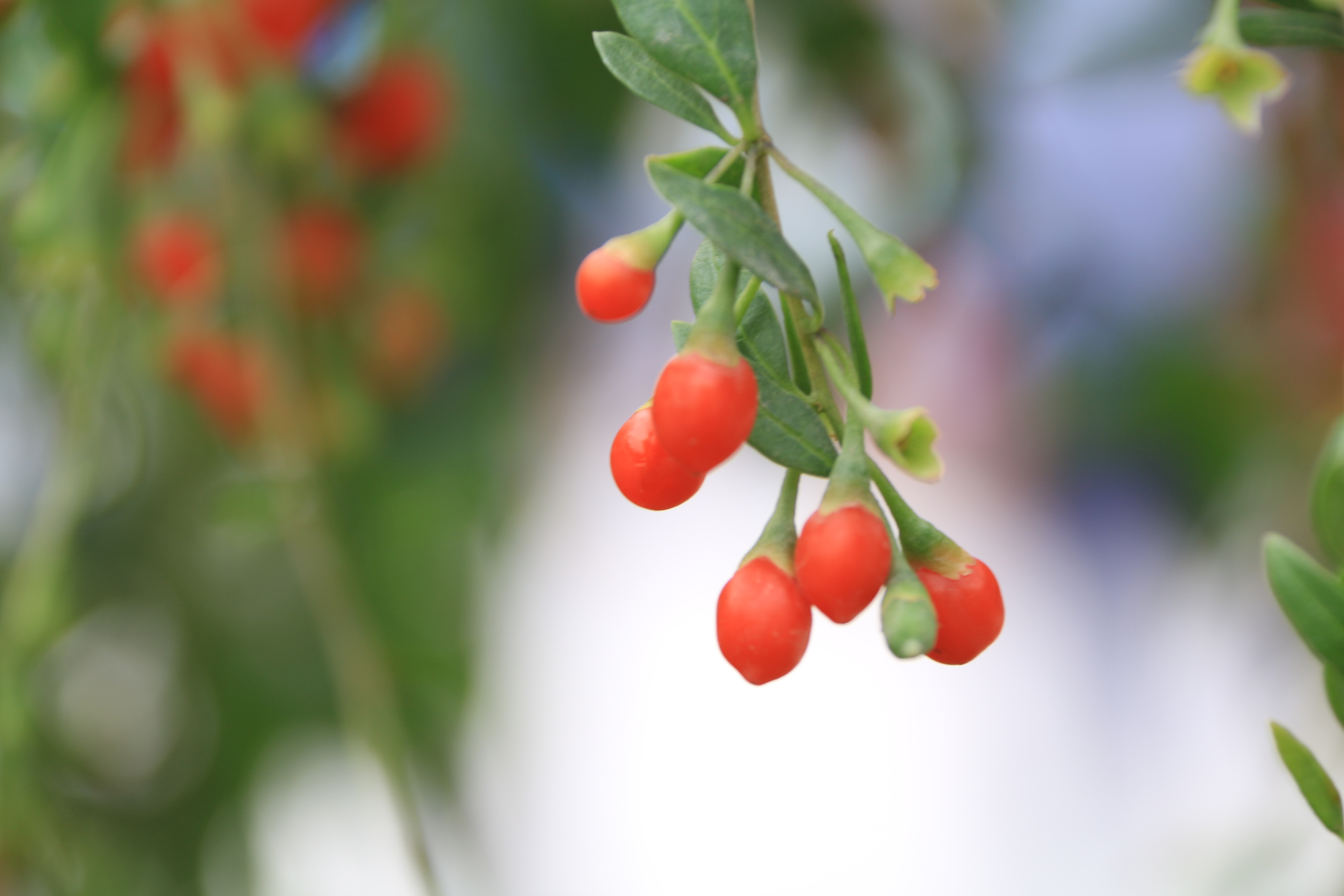 了解和食用宁夏枸杞,你吃对了吗?