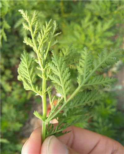 农村常见的"邪蒿",能够治疗骨蒸劳热,还能治牙齿痛!