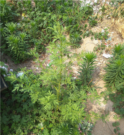 农村常见的"邪蒿",能够治疗骨蒸劳热,还能治牙齿痛!