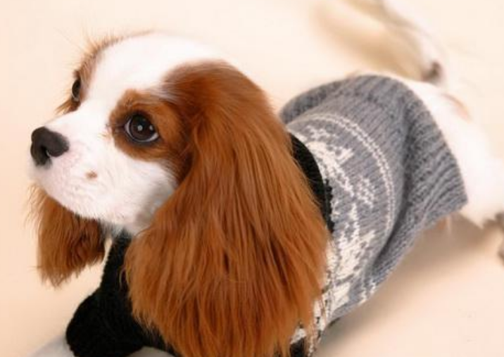 女生心中的男神騎士查理王小獵犬,你家養了嗎