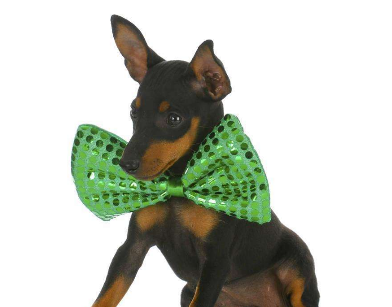 聪慧敏捷又机智的玩具曼彻斯特犬,你还不赶快养一只