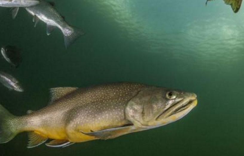 淡水鱼类小瓜虫病应该如何防治?具体的步骤应该如何实施?